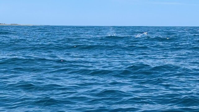 A baby humpback whale in Hawaiian waters slaps its tail playfully on the water's surface as it swims along