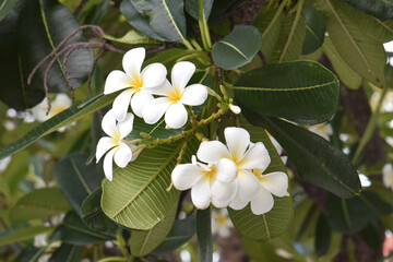 White and yellow plumeria blooming on trees, also known as frangipani, a tropical flower.