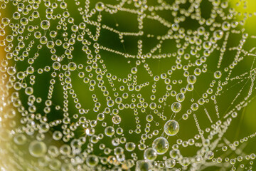 A macro shot of a spider web covered with dewdrops, creating a stunning natural pattern. The dew reflects light, with a soft green background adding to the organic beauty.