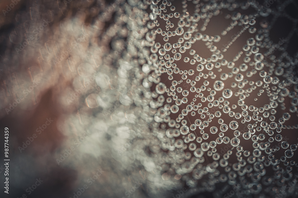 Wall mural a detailed macro image of a spider web adorned with dew drops, creating a mesmerizing pattern of gli