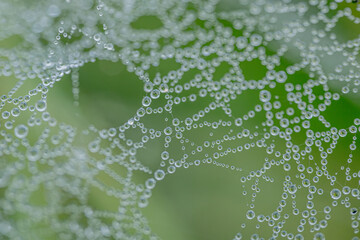 A macro shot of a spider web covered with dewdrops, creating a stunning natural pattern. The dew reflects light, with a soft green background adding to the organic beauty.