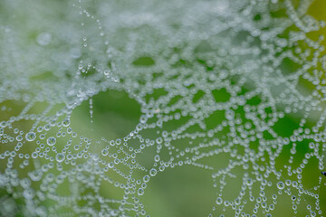 A macro shot of a spider web covered with dewdrops, creating a stunning natural pattern. The dew reflects light, with a soft green background adding to the organic beauty.
