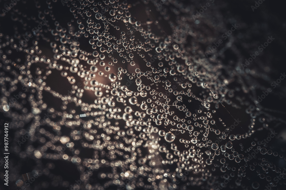 Wall mural a detailed macro image of a spider web adorned with dew drops, creating a mesmerizing pattern of gli