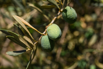 Olives ripening on a branch in a garden in summer, Mediterranean, close-up.