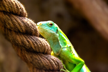 the beauty and adorable expression of a maned chameleon or Bronchocela jubata with shiny green skin