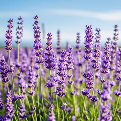 Naklejka premium Close-up of lavender flowers blooming in a field.