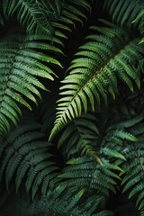 Close-up of lush green fern fronds with a dark background.