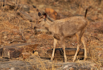 Juvenile Sambar deer at Panna Tiger Reserve, Madhya pradesh, India