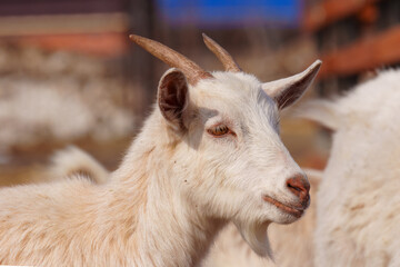 Close-up view of a curious goat surrounded by wooden fencing in a rustic pen.
