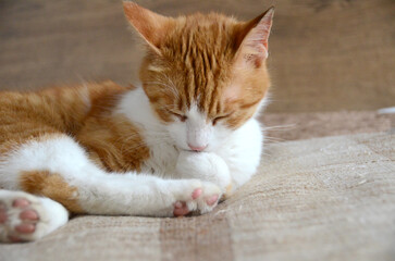 Felis silvestris forma catus, Domestic-cat, red-white, lying