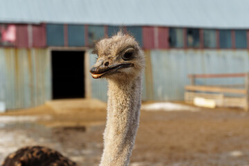 Elegant ostrich close up with its head held high, standing gracefully in a rustic barn.