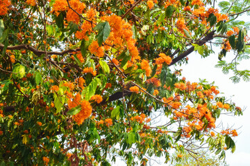 Ashoka flowers (Saraca indica L.), also known as the Sorrowless tree, are bright orange-yellow, clustered in heavy, lush bunches in the garden.