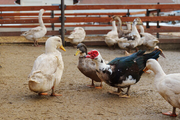 Muscovy duck with a striking red beak, showcasing its unique and vibrant feature in a farm setting.