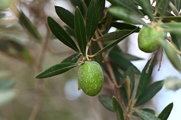 Close-up of green olives growing on an olive tree branch, with sunlight filtering through the leave