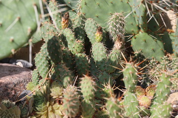 kaktus opuncja Opuntia fragilis Freisina