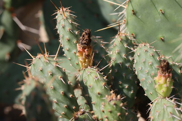 kaktus opuncja Opuntia fragilis Freisina