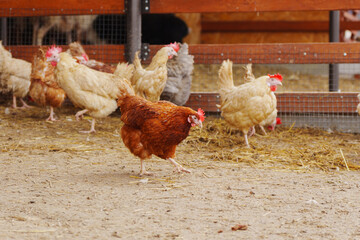 Group of chickens standing in a row, each clucking and pecking at the ground.