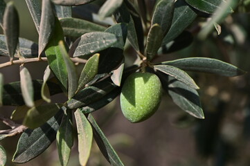 Closeup of olives with dew drops on the branch of olive tree on the sunset