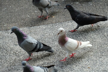 pigeons in the city