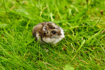 A curious small rodent explores fresh green grass on a sunny day in a vibrant meadow setting