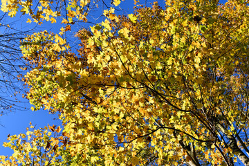Fototapeta premium Autumn foliage of the field maple (Acer campestre).