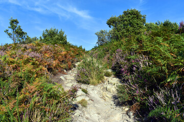Calluna vulgaris heath and fern on the Basque coast.