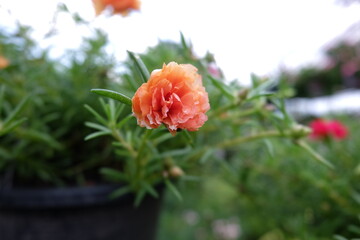 red flower in garden