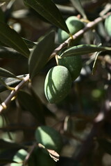 branch with green olives in rays of warm light, selective focus,