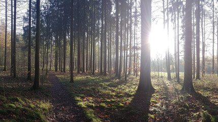 Obraz premium Sunlight Filtering Through Tall Trees in a Forest Path, fabulous places. fantasies. fabulous nature. A wonderful world