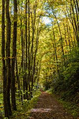 Beautiful autumn scenery along the Kephart Prong Trail at Great Smoky Mountains National Park.