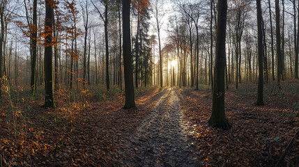 Obraz premium Sun shining through trees in forest, A serene sunlit forest with tall, green trees and lush undergrowth, bathed in the soothing light of a sunrise,