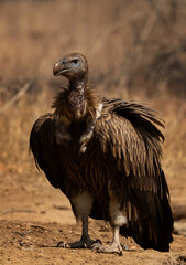 Portrait of a Indian vulture  at Panna Tiger Reserve , Madhya Pradesh, India