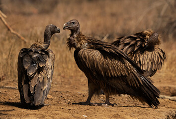 Indian vultures at Panna Tiger Reserve , Madhya Pradesh, India