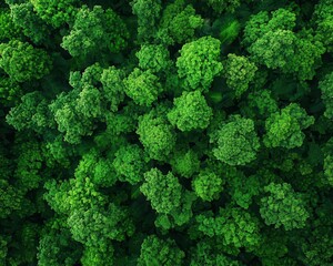 Aerial view of a dense forest canopy, wildlife hidden beneath the leaves, natural landscape background