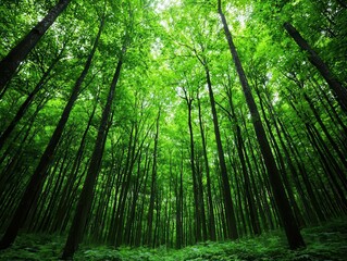 Obraz premium Lush green canopy of trees in a quiet forest, small wildlife moving through the underbrush, nature serenity