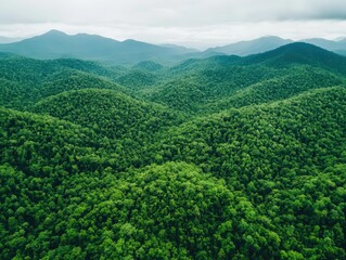 Fototapeta premium Aerial view of a sprawling forest canopy, wildlife bustling underneath, natural and peaceful landscape