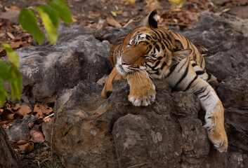 A tiger cub resting on rock at Bhandavgarh tiger reserve, Madhya pradesh, India