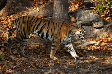 A tiger cub in the jungle at Bhandavgarh tiger reserve, Madhya pradesh, India