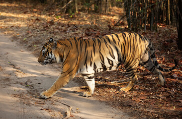A tiger crossing the road at Bhandavgarh Tiger Reserve, Madhya pradesh, India