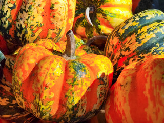 Autumn Pumpkins: Harvest, Colors, and Cozy Vibes