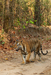Closeup of a tiger walking  on the road at Bhandavgarh Tiger Reserve, Madhya pradesh, India