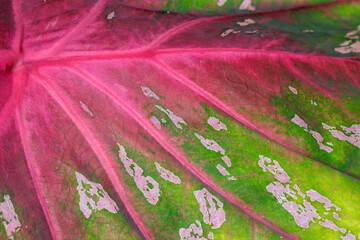 A leaf with a green stem and pink veins