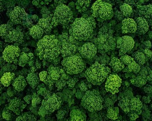 Naklejka premium Aerial view of a dense forest canopy, wildlife hidden beneath the leaves, natural landscape background