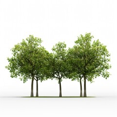 Obraz premium Four trees with green leaves and brown trunks stand in a row on a white background.