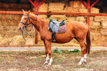 Portrait of a red horse with a saddle on the background of a barn with hay