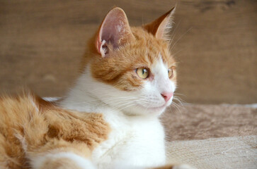 Felis silvestris forma catus, Domestic-cat, red-white, lying