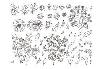 Set of leaves and flowers. Vector hand drawn collection illustration isolated on white background.