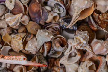 a variety of Mediterranean shells collected on the beach 1