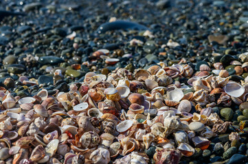 Beautiful seashells on sand background in Atlantic coast 3