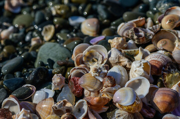 Shells and stones arrangement on the beach by the Mediterranean Sea 1